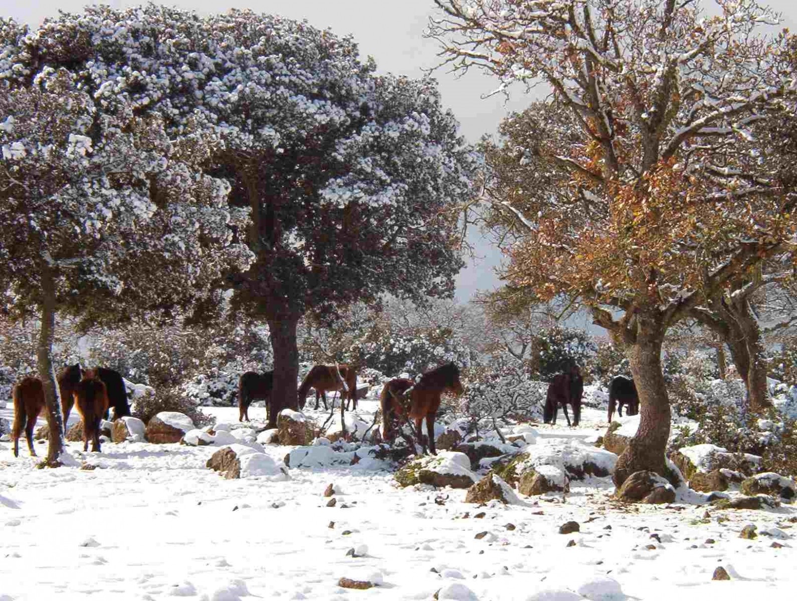 Giara di Gesturi